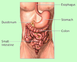 colon_intestines